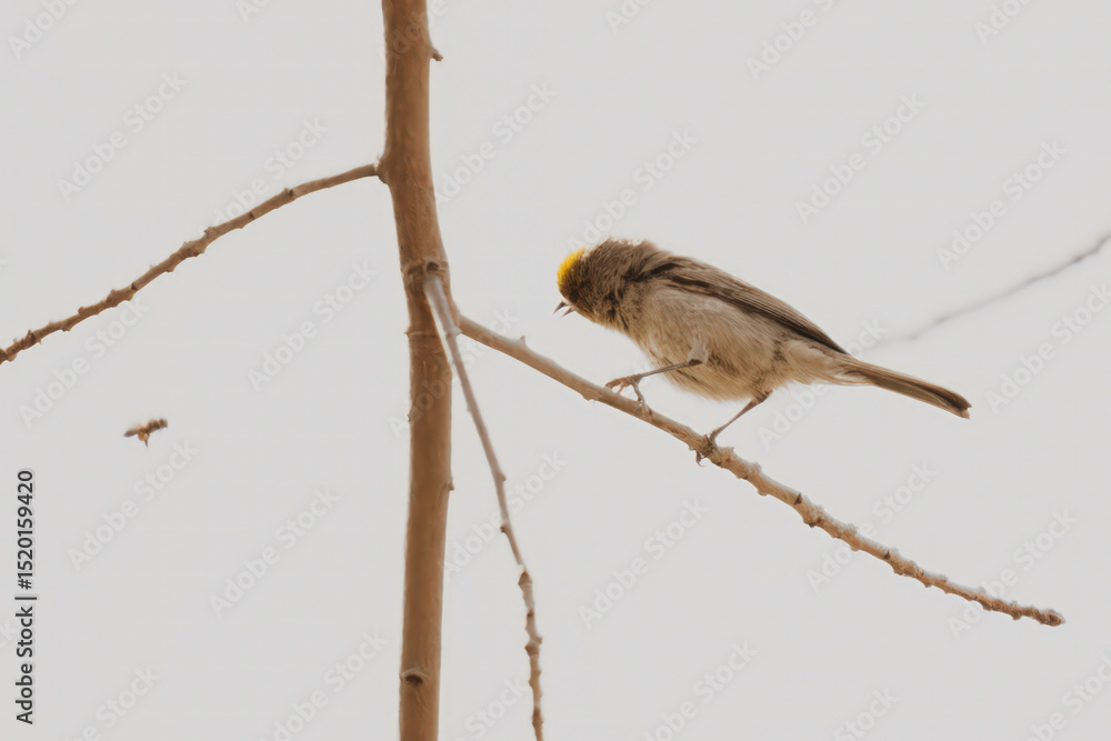 Fototapeta premium Bird on a Branch