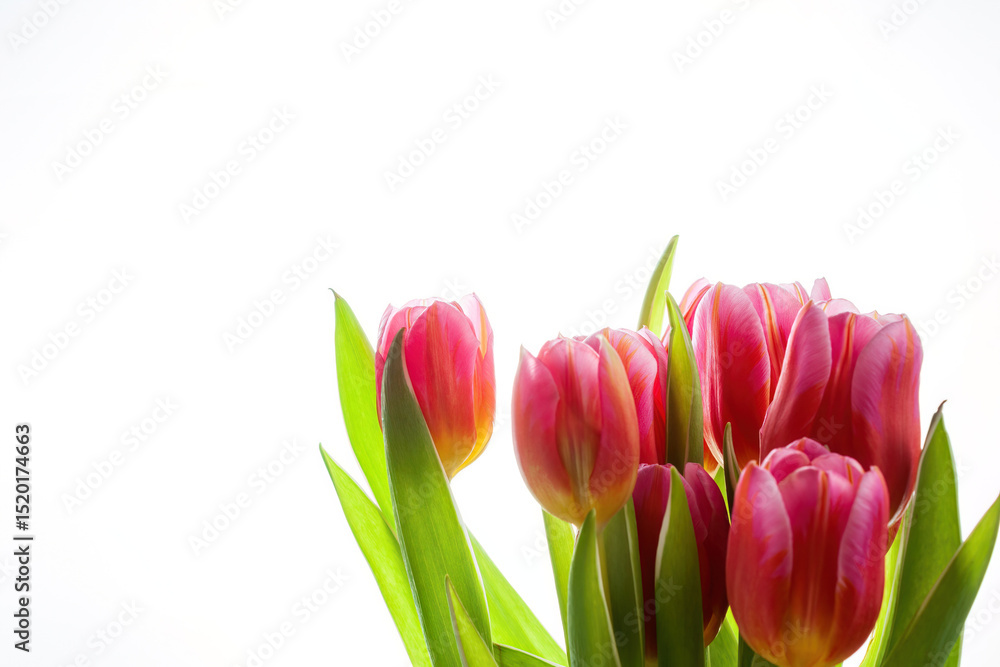 Fototapeta premium Pink tulip bouquet on white background 