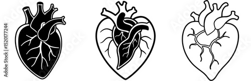 Vector anatomical heart icon set, detailed heart illustrations, medical and artistic design