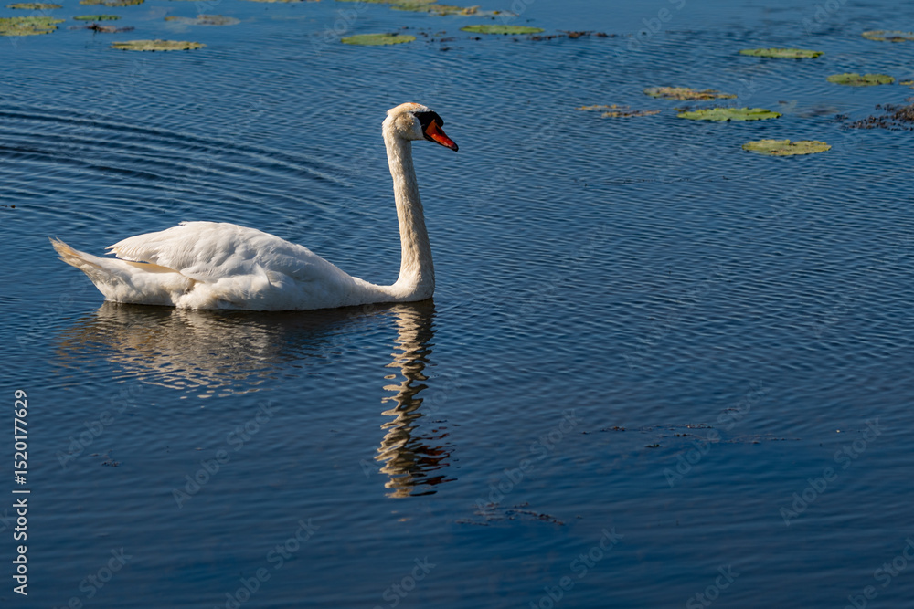 Fototapeta premium Mute Swan Gliding on Calm Waters at Federsee, Baden-Württemberg, Germany