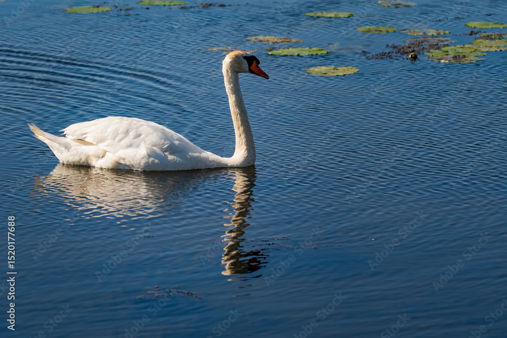 Fototapeta premium Mute Swan Gliding on Calm Waters at Federsee, Baden-Württemberg, Germany