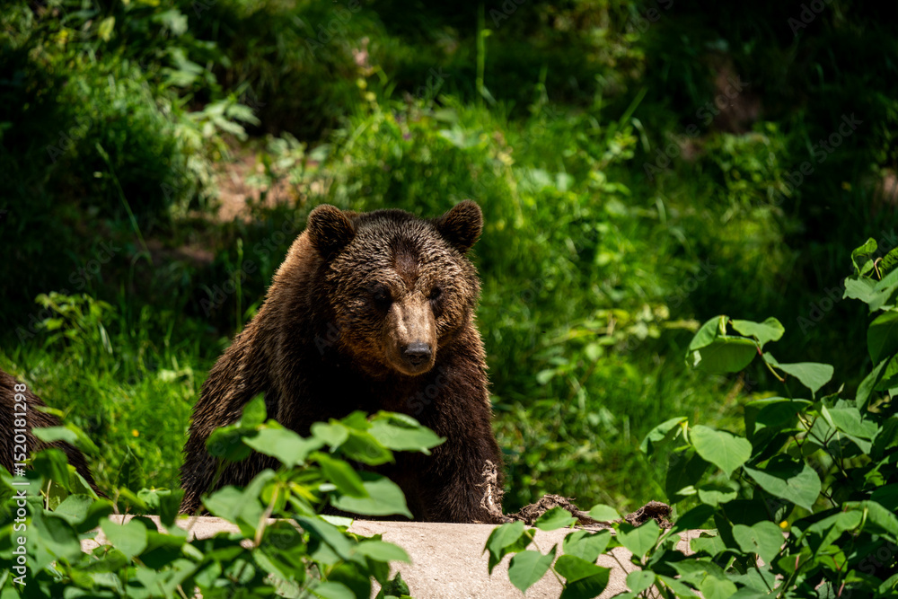 Fototapeta premium Brown Bear Emerging from Vegetation at Alternativer Bärenpark Schwarzwald