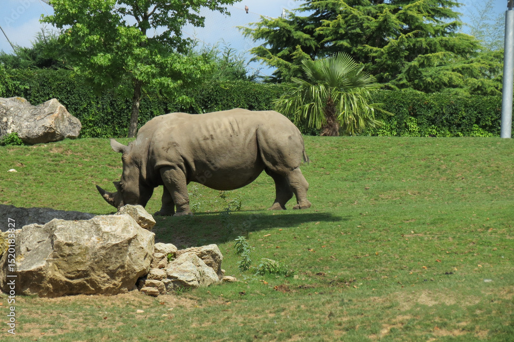 Obraz premium Rhinocéros