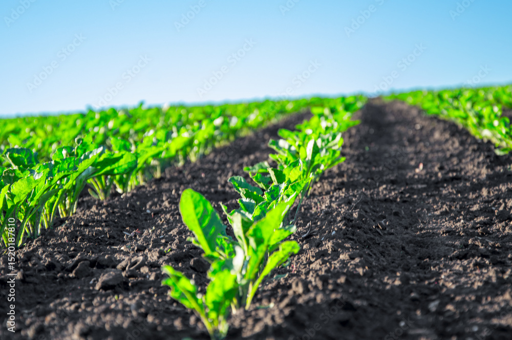 Rows of vibrant sugar beet plants grow robustly in dark, rich soil, thriving under a bright blue sky, showcasing agricultural success Rows of vibrant sugar beet plants grow robustly in dark, rich soil, thriving under a bright blue sky, showcasing agricultural success