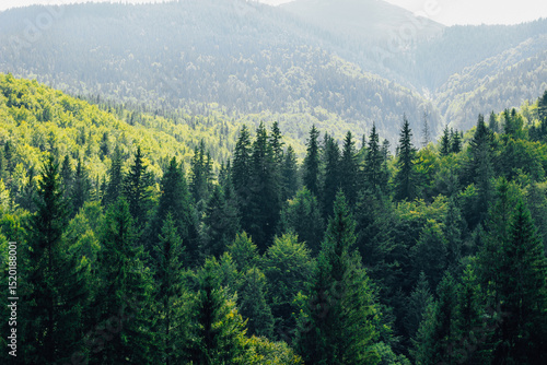 Lush green forest landscape with Carpathians mountains in the background during daytime in serene nature setting