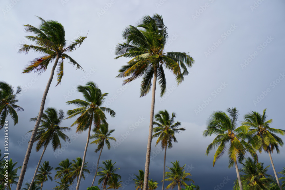 Palm trees swaying in the wind under a cloudy sky Palm trees swaying in the wind under a cloudy sky