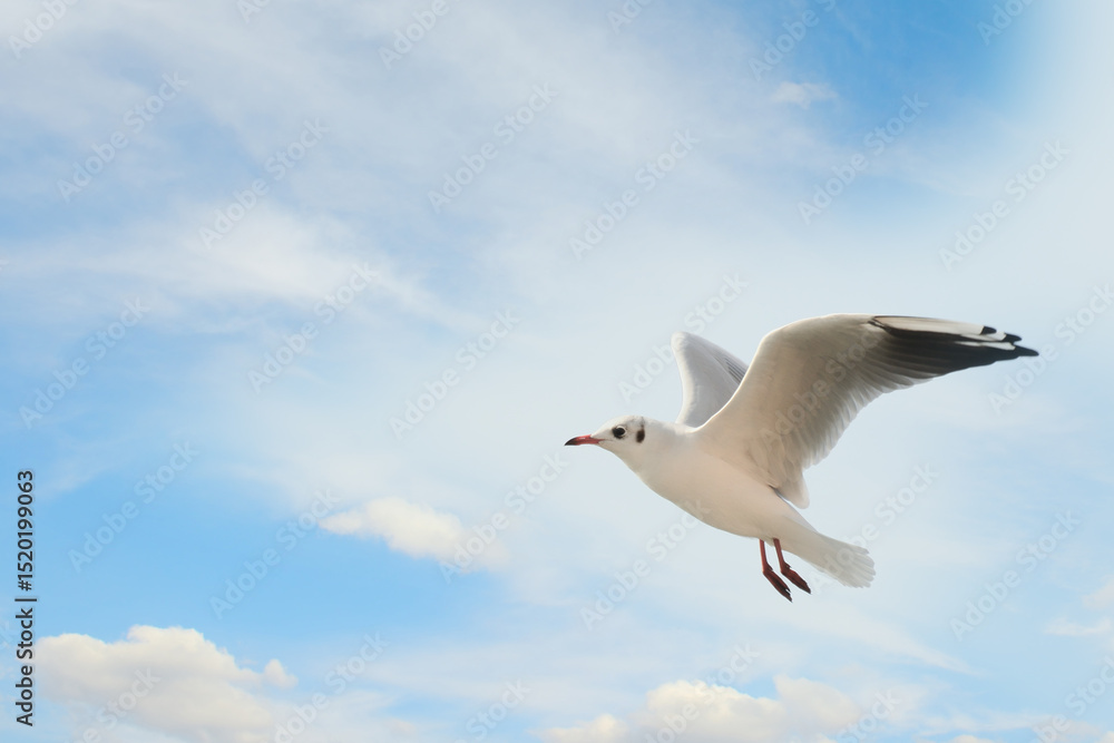 Obraz premium Beautiful seagull against the background of blue sky and clouds.