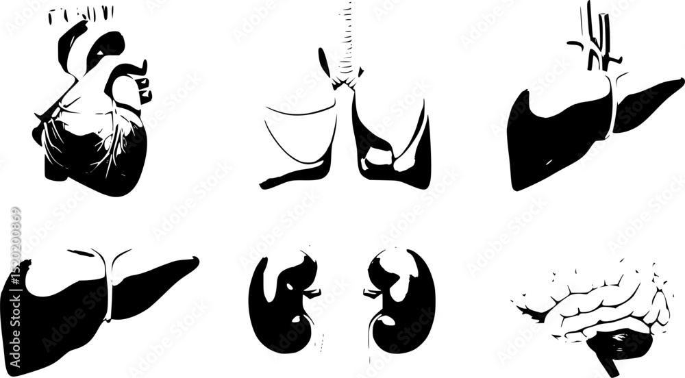 Naklejka premium 3d Vector Human organ, health and organs donation concept. 