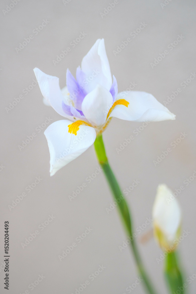 Fototapeta premium 初夏の庭の花壇に咲く色とりどりの花々