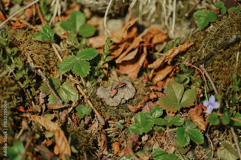 moss on tree moss on tree