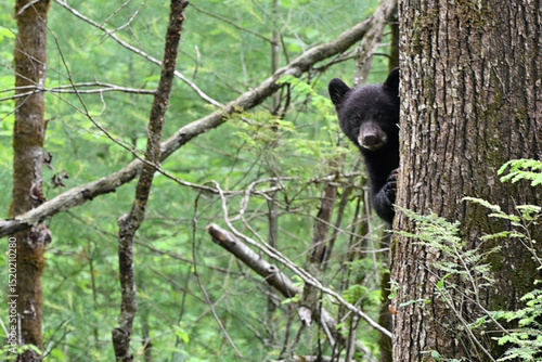 Black Bear Cub in Tree