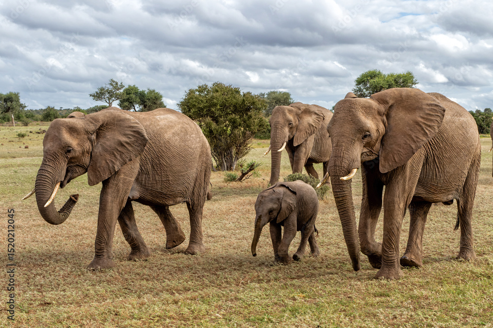 Obraz premium Elephant herd searching for food and water in the green season in a Game Reserve in the Tuli Block in Botswana.