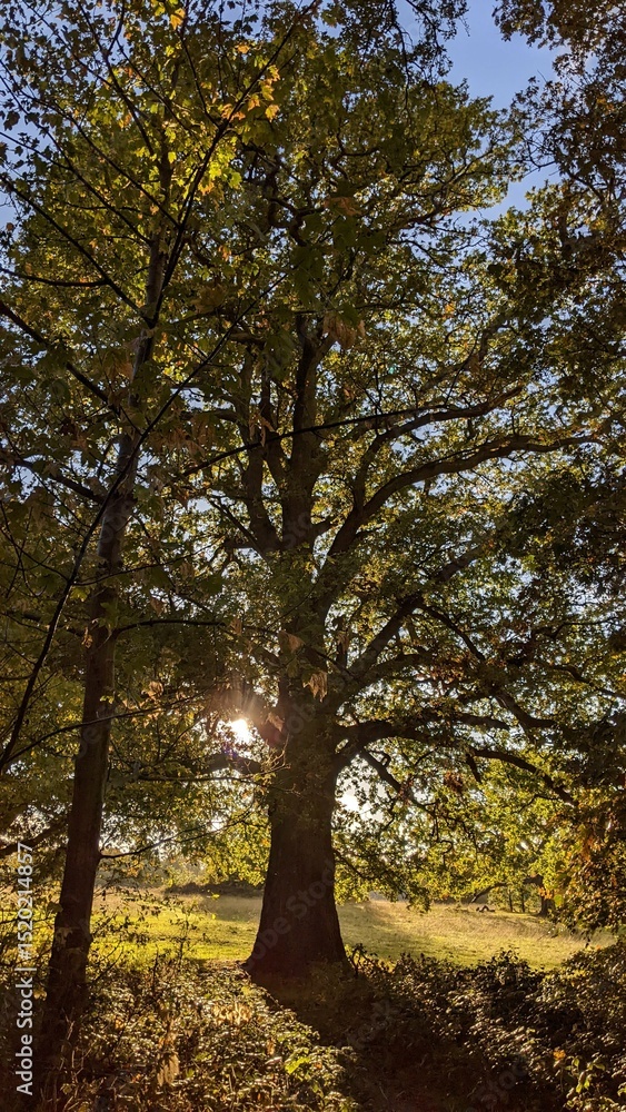 Fototapeta premium A Trail near Barnet England