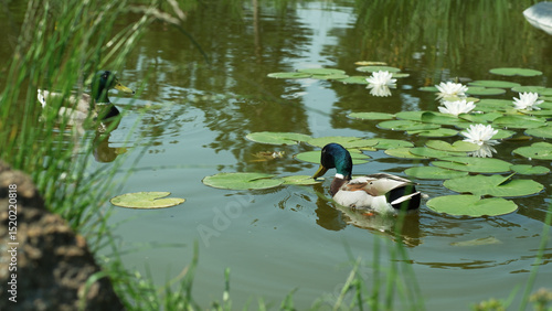 Foto Ducks paddling serenely amongst lily pads in a tranquil pond