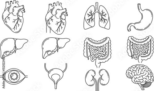 Human organs line icon set. Vector pictograms of heart, lungs, liver, stomach, intestine, kidney, brain, bladder, anatomy thin linear illustration.
