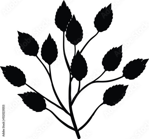 dried seed pods silhouette, nature's seed silhouette