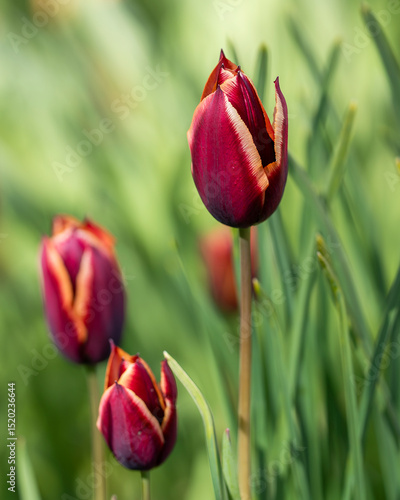 Triumph Tulip 'Slawa' in flower. Tulip 'Slawa' is a striking deep maroon, fading to copper orange and later silver on the edges. Idea for postcards, greetings, invitations, posters, background.
