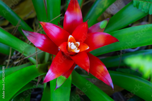 A blushing bromeliad or Neoregelia carolinae often grown as a houseplant, but growing outdoors in a Florida backyard garden.