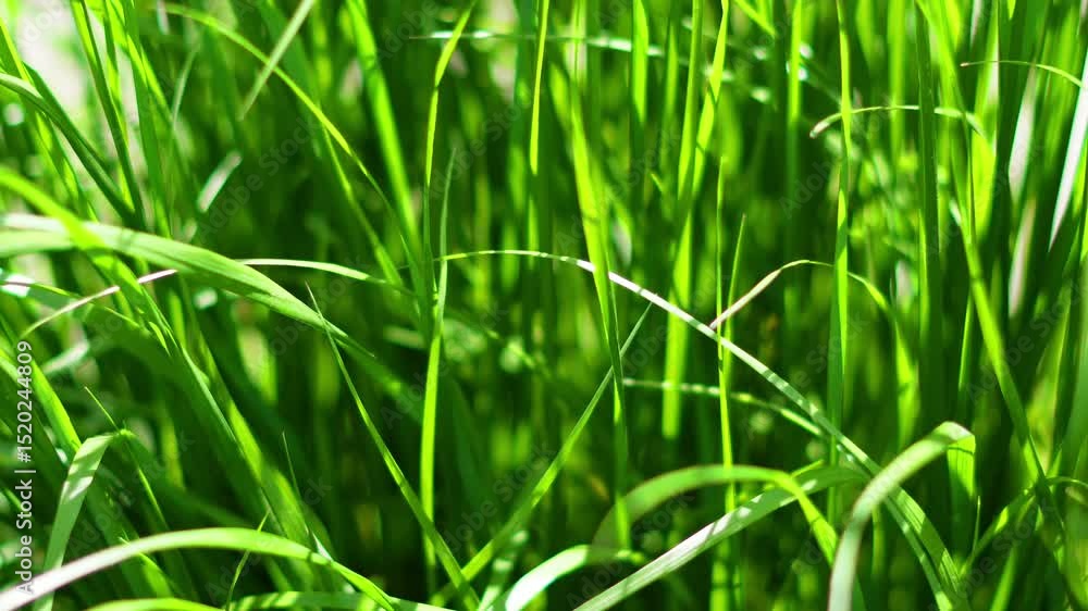 Vibrant green grass swaying slowly under natural wind movement Vibrant green grass swaying slowly under natural wind movement