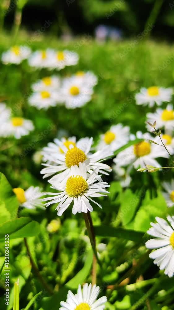 A close-up view of white daisies with yellow centers growing in lush green grass. The scene captures the beauty of spring flowers in a natural setting. A close-up view of white daisies with yellow centers growing in lush green grass. The scene captures the beauty of spring flowers in a natural setting.