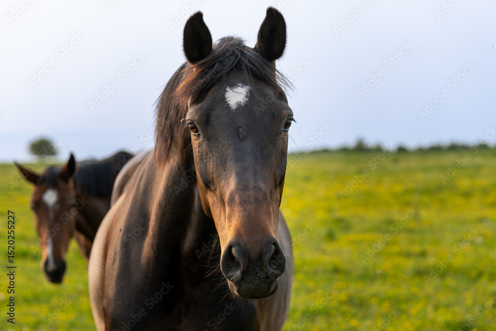 Confident Black Horse Staring at Camera with White Star Marking – Equine Portrait in Natural Meadow Setting Confident Black Horse Staring at Camera with White Star Marking – Equine Portrait in Natural Meadow Setting