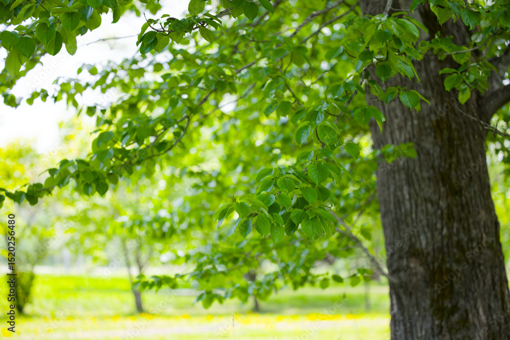 Fototapeta premium 新緑が美しい公園