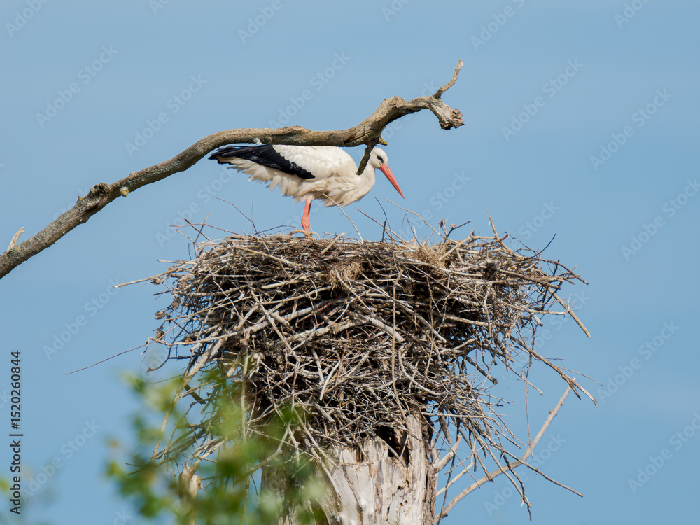 Fototapeta premium Cigogne blanche femelle (Ciconia ciconia) sur le nid, couvant ses œufs, nidification, oiseaux échassiers, faune européenne, comportement parental, oiseau migrateur