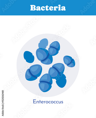 Enterococcus bacteria under microscope. Vector illustration