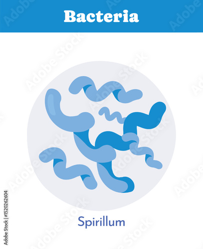 Spirillum bacteria in flat style. Vector illustration