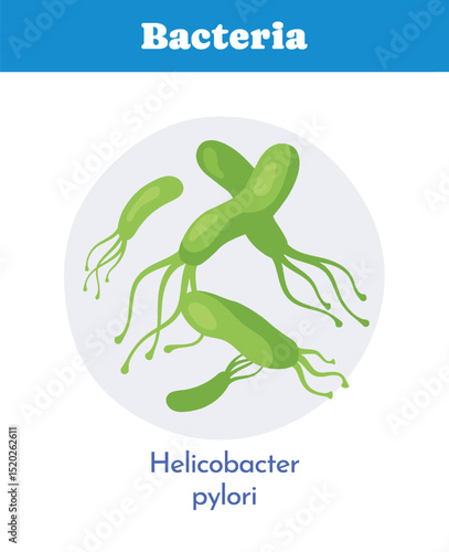 Helicobacter pylori bacteria image. Vector illustration