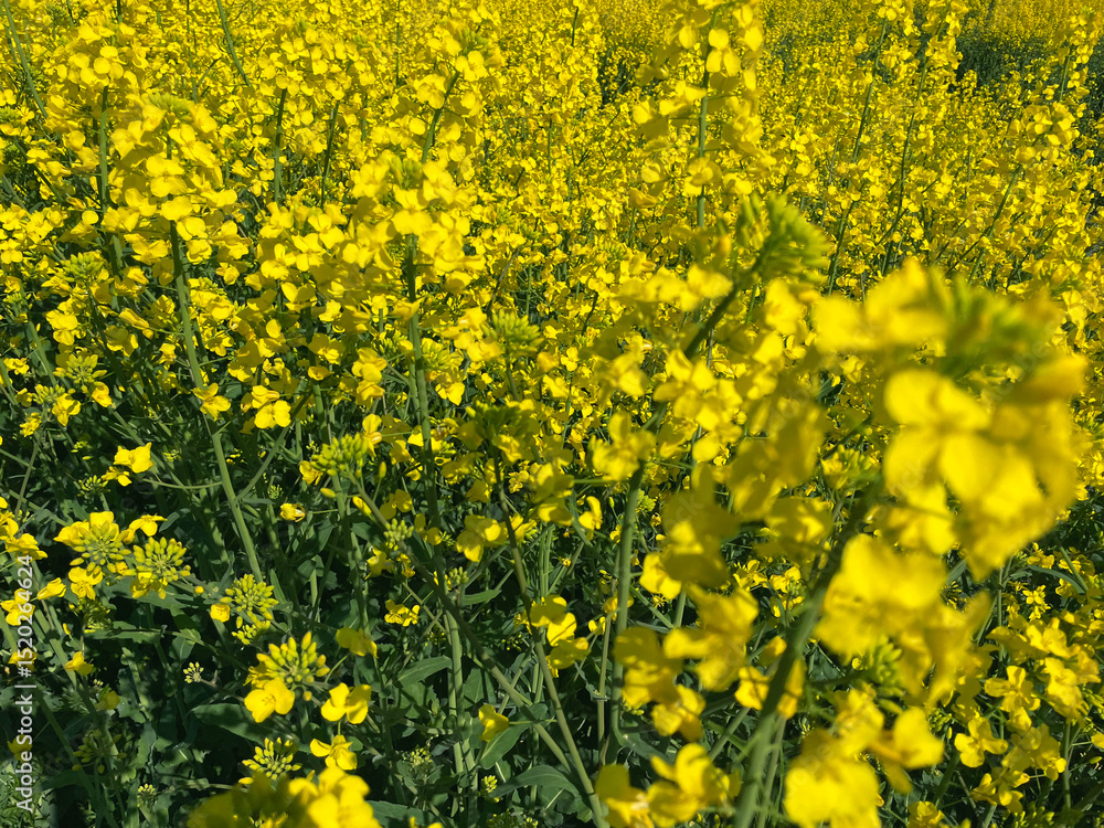 Obraz premium Bright Yellow Rapeseed Flowers in Full Bloom, Close-Up in Dutch Field