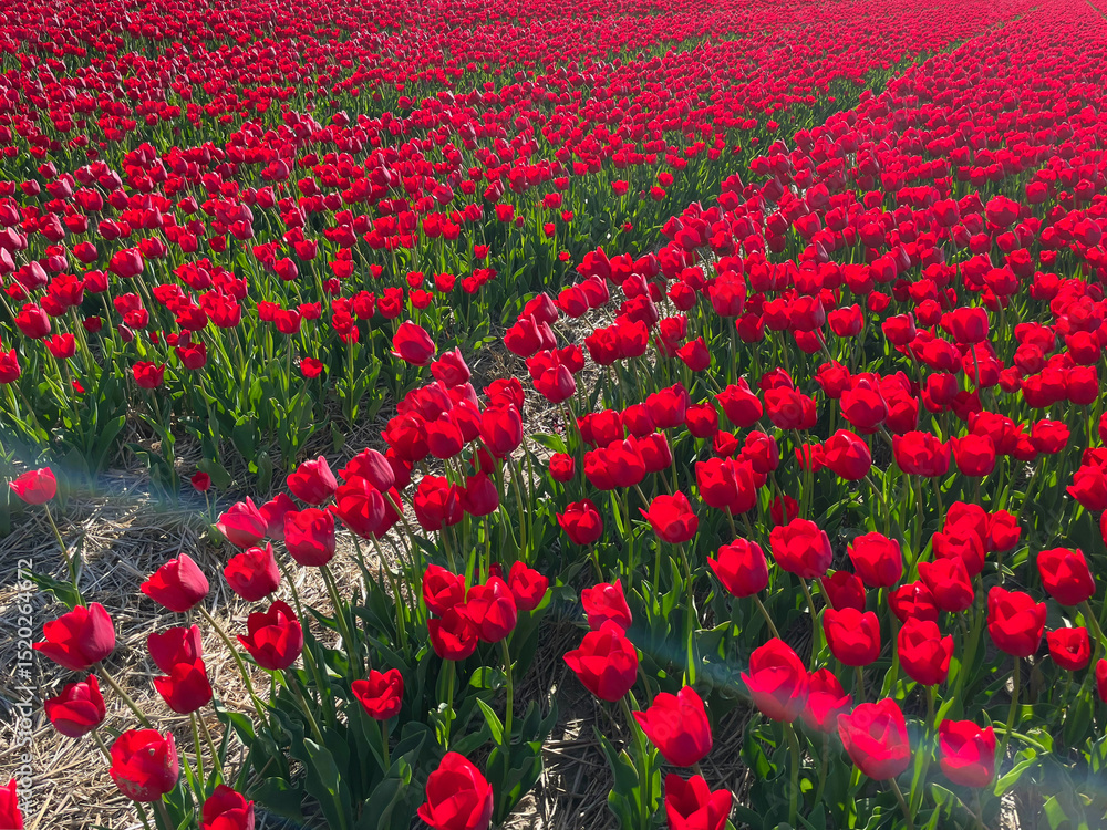 Obraz premium Red Tulips Blooming in Neat Rows on Dutch Flower Field in Spring