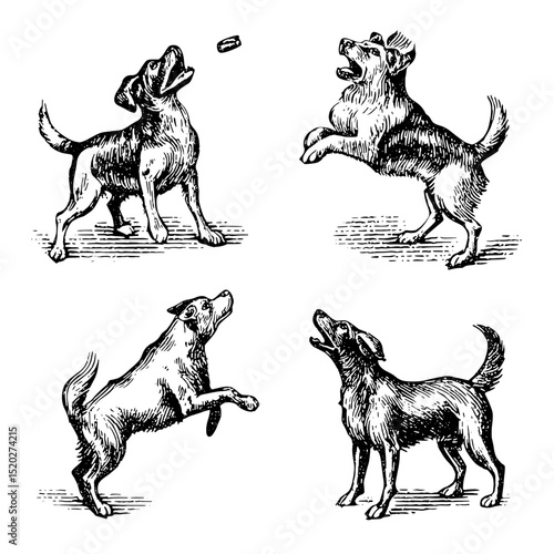 Vintage engraved illustration of playful dogs in various poses showcasing their joyful energy and interaction with objects
