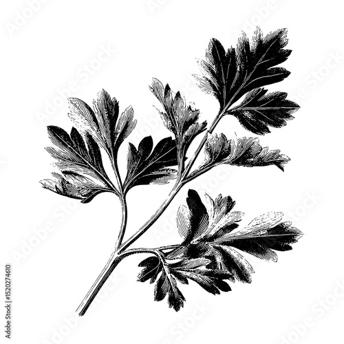 Vintage engraved illustration of a parsley sprig showcasing intricate botanical details