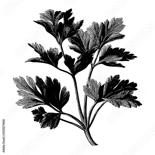 Vintage engraved illustration of a parsley plant showcasing intricate leaf details for decorative design use