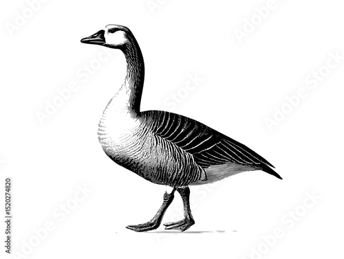 Elegant vintage engraved illustration of a goose showcasing intricate details and fine artistry