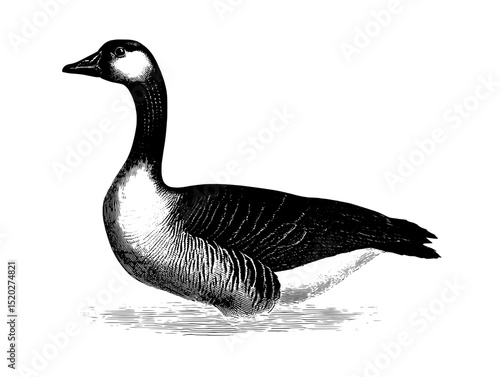 Elegant vintage engraved illustration of a goose showcasing intricate details from a classic collection