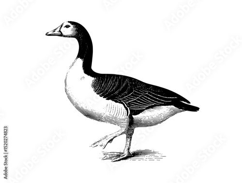 Vintage engraved illustration of a goose captured in intricate detail for a classic design collection