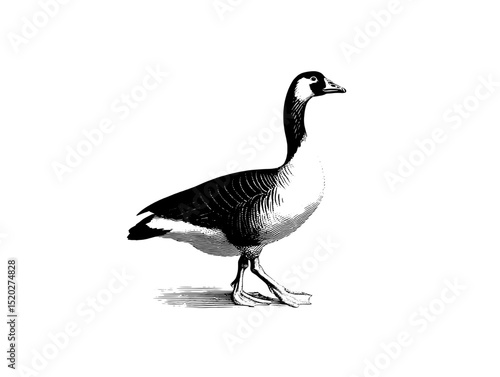 Elegant vintage engraving of a graceful goose walking in refined style, showcasing timeless charm and detailed artistry in a unique design