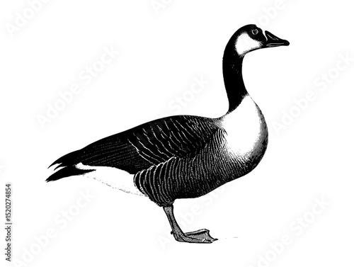Elegant vintage engraved representation of a graceful goose, showcasing intricate detailing and classic design elements