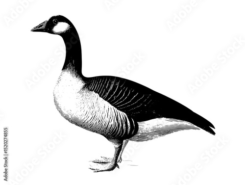 Vintage engraved illustration of a goose showcasing intricate details and classic design elements from a unique collection