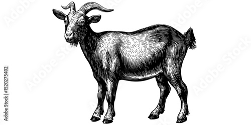 Vintage engraved illustration of a goat showcasing artistic details in a classic design