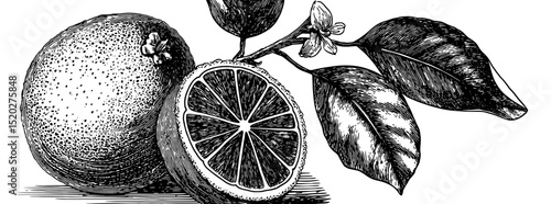 An intricate and vintage engraving presents a unique fruit, featuring a lush cross-section that reveals its inner texture