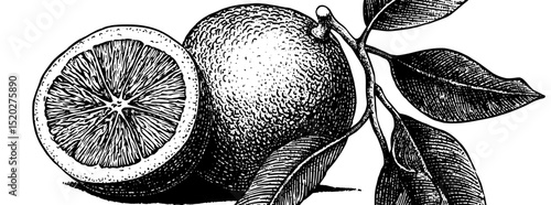 Vintage engraved illustration of a citrus fruit with a detailed botanical design for creative uses