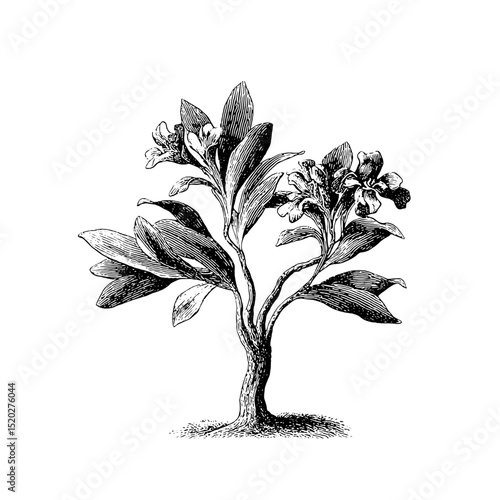 Intricate vintage engraved illustration featuring a blossoming tree in a timeless design style