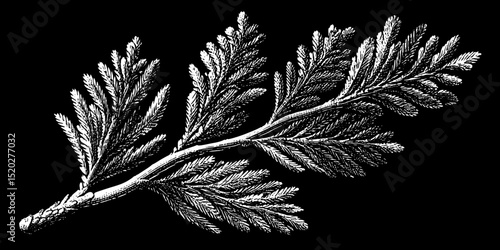 Engraved vintage illustration of a delicate branch showcasing detailed foliage in an artistic representation of nature