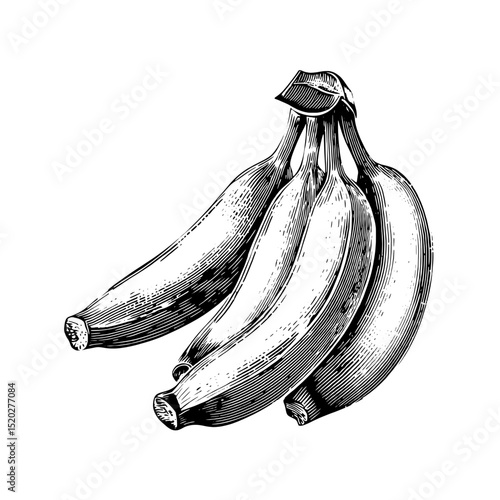 Vintage engraved illustration of a bunch of bananas in a classic design style