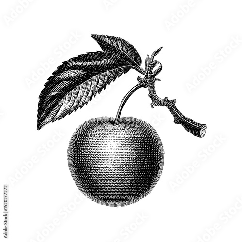 Elegant vintage engraving of an apple with a leaf and branch showcasing classic design artistry in details and form
