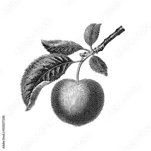 Elegant vintage engraved illustration of an apple on a branch, showcasing nature's beauty in a timeless design