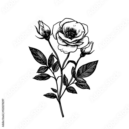 Elegant vintage engraved illustration of a blooming rose with delicate leaves and buds showcasing timeless craftsmanship